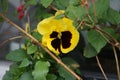 The garden pansy, Viola Ãâ wittrockiana, is a type of large-flowered hybrid plant cultivated as a garden flower. Berlin, Germany